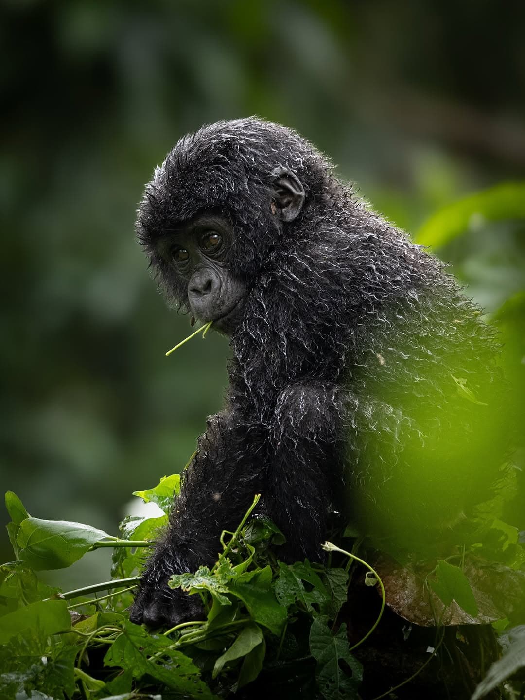 Mountain Gorilla Trekking