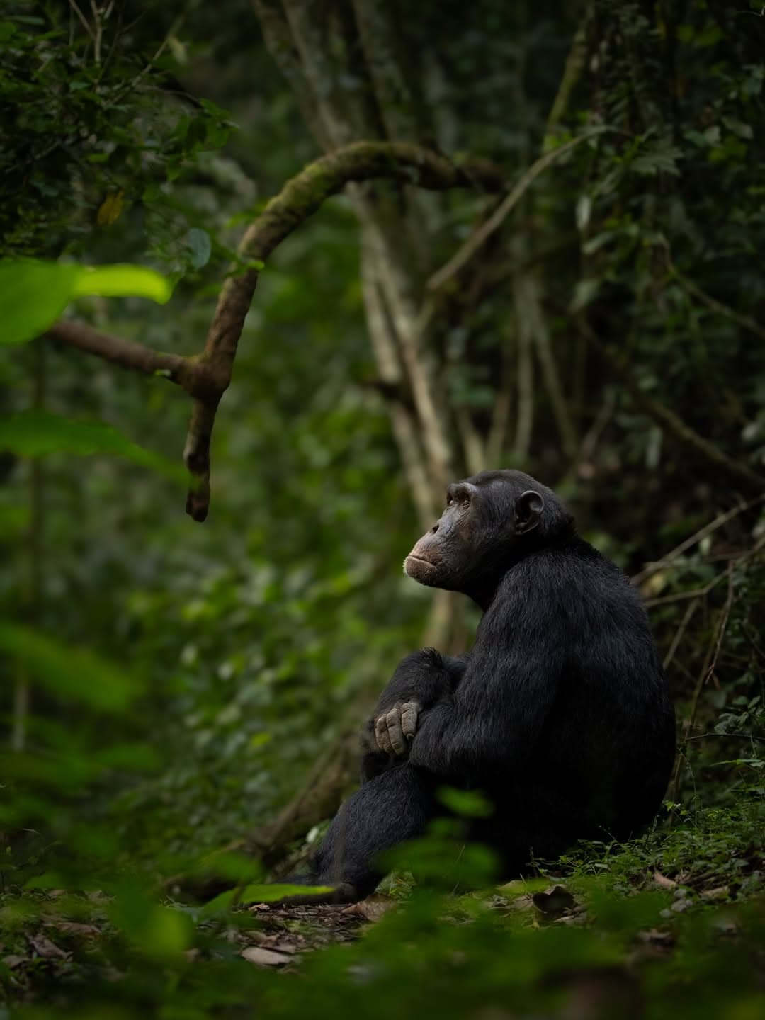 Chimpanzee Habituation