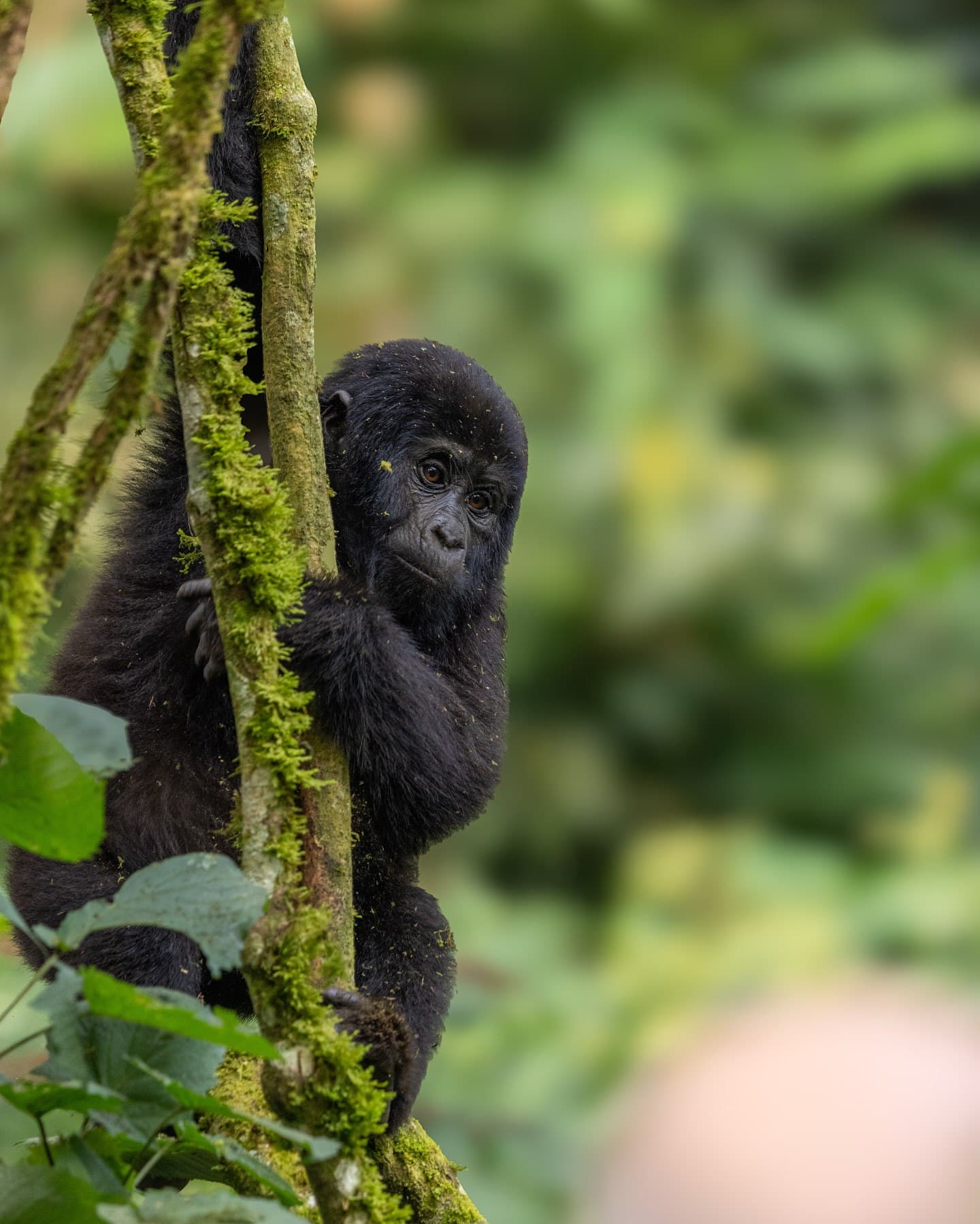 Mountain Gorilla Trekking β Bwindi Impenetrable Forest