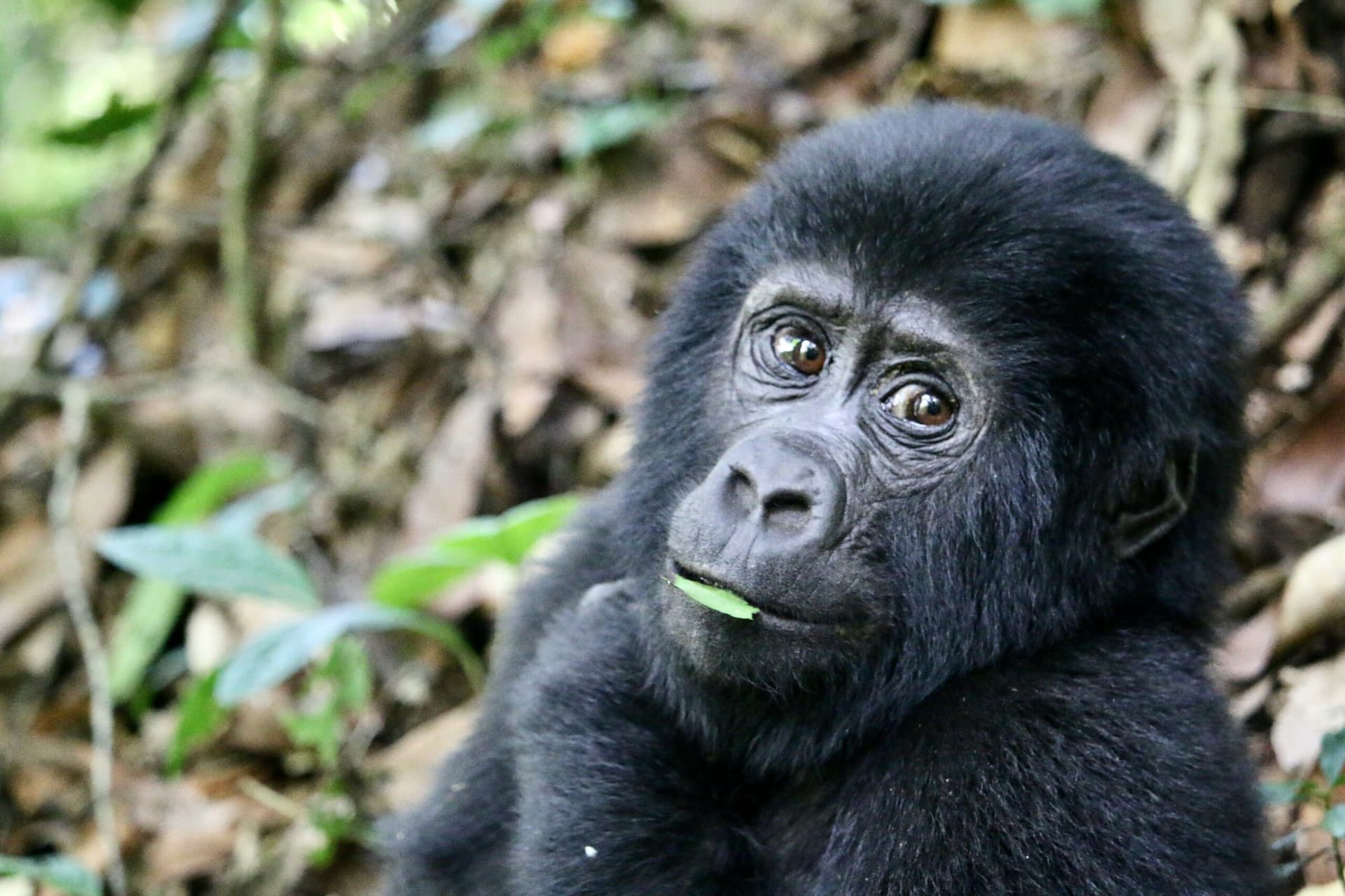21-Day Ultimate Uganda Adventure – Wildlife, Primates & Culture