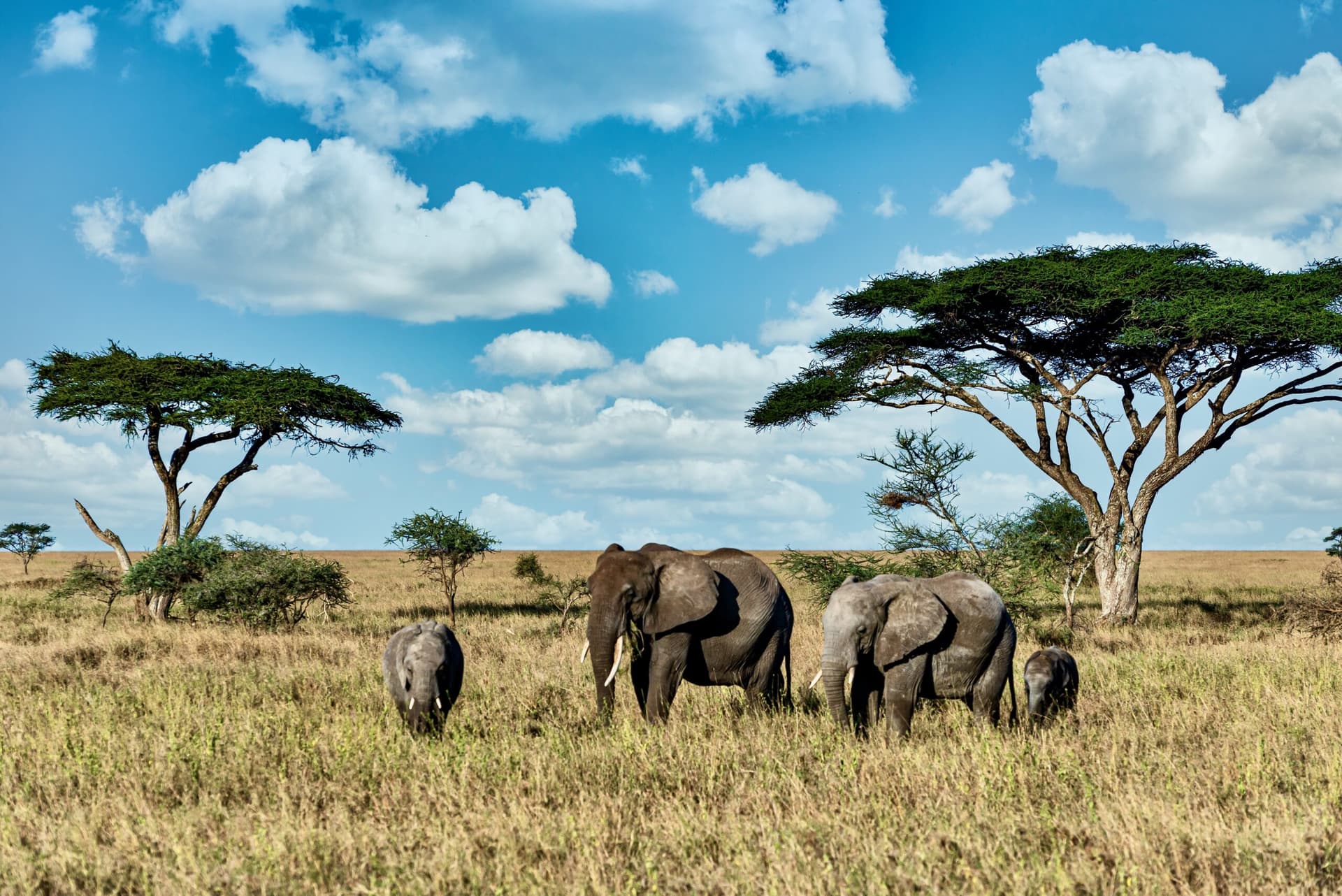 14-Day Primate & Wildlife Safari: A Thrilling Adventure with Green World Safaris