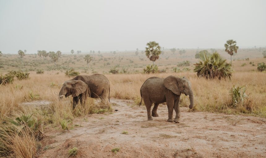 Uganda Wildlife Safari: The Ultimate Guide to Animals You’ll Encounter