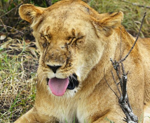 a lion