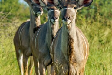 young-kudu-antelopes