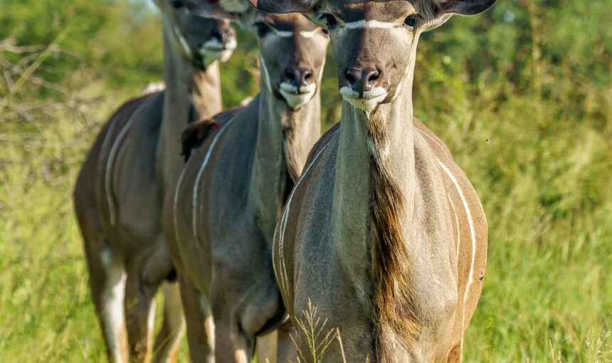 Affordable Luxury Safaris in Uganda: Discover the Pearl of Africa on a Budget