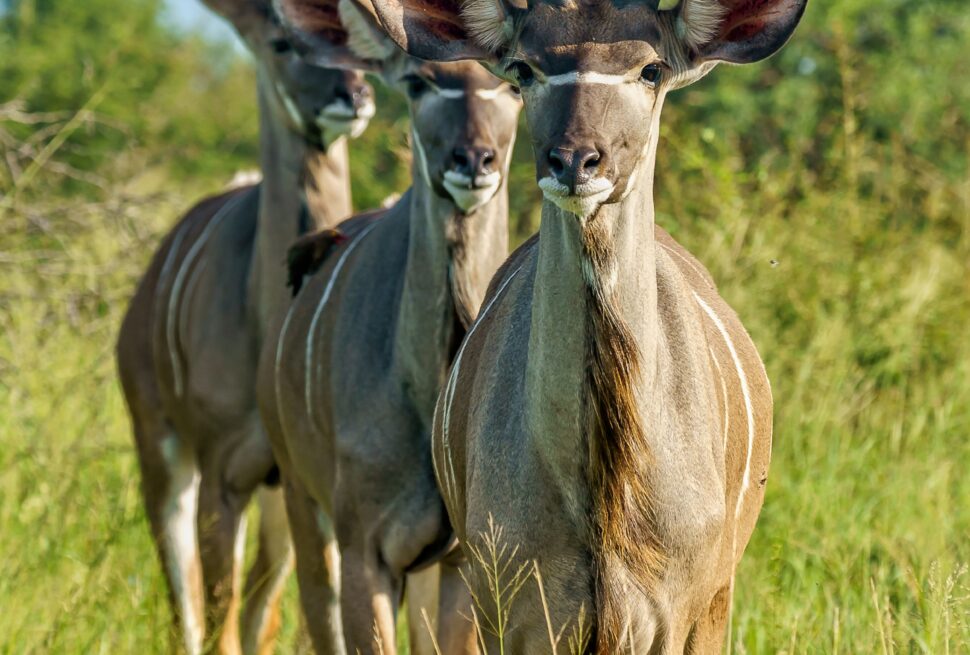 young-kudu-antelopes