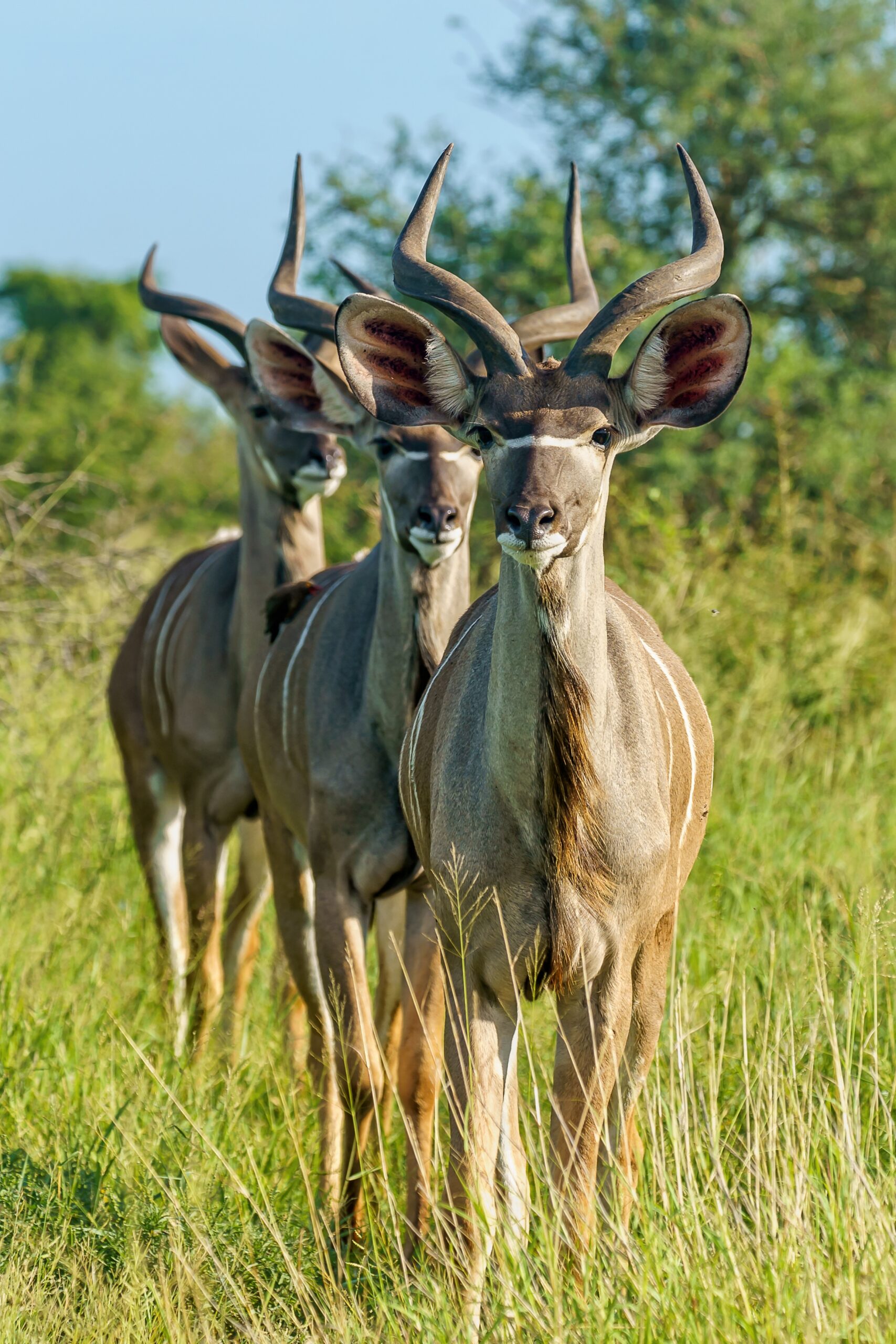 young-kudu-antelopes