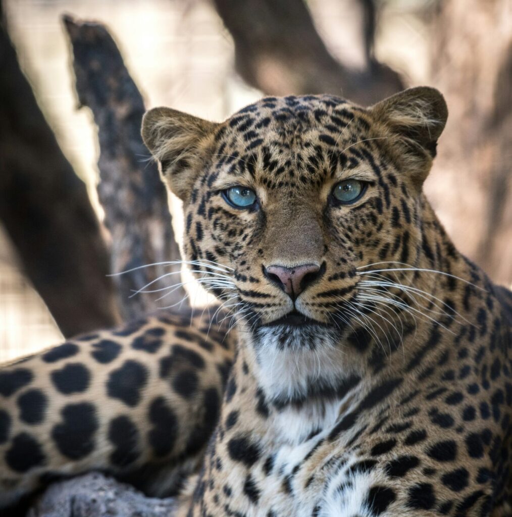 African leopard
